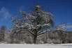 Obstbaum im Schnee