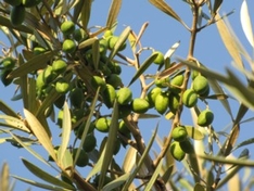 1. TUI Baum auf Mallorca gepflanzt