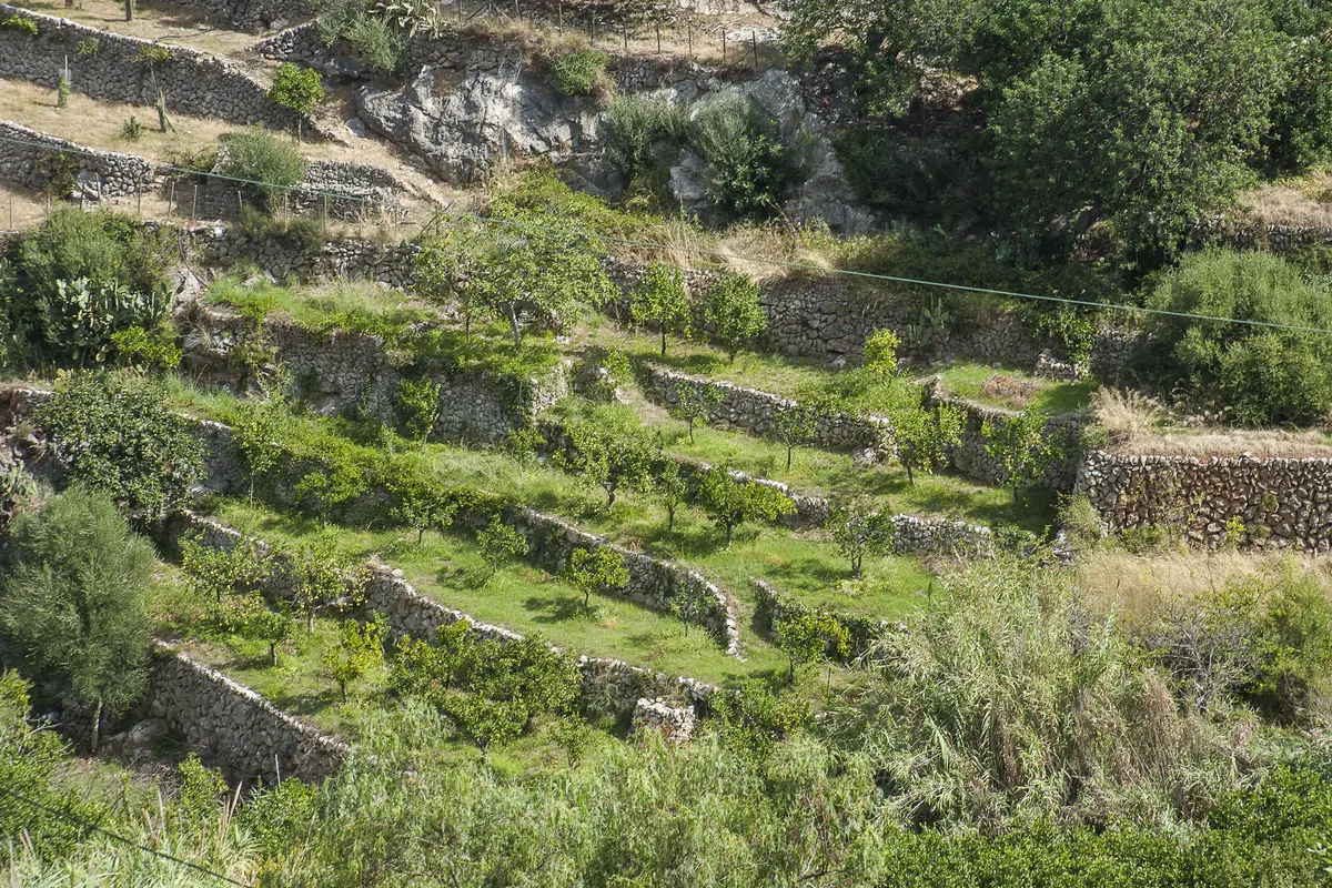 Terrassierte Landschaft auf Mallorca mit Steinmauern und vielfältiger Vegetation
