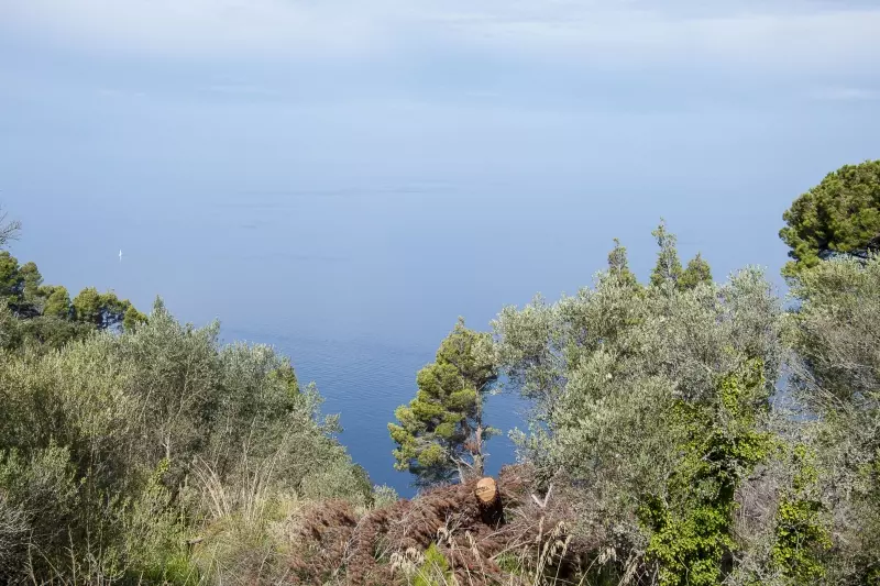 Mallorca-Küste bei mediterraner Vegetation