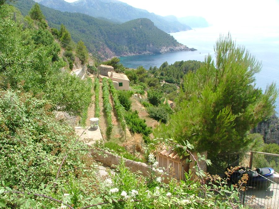 Terraces of Mallorca's north coast near Torre de Ses Animes in Banyalbufar, Mallorca, Spain