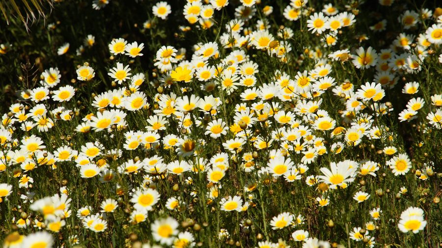 Blühende Wiese mit weißen und gelben Blumen in der Gemeinde Ses Salines auf Mallorca