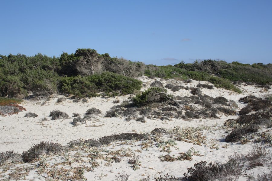 Dünen am Strand von Es Trenc auf Mallorca