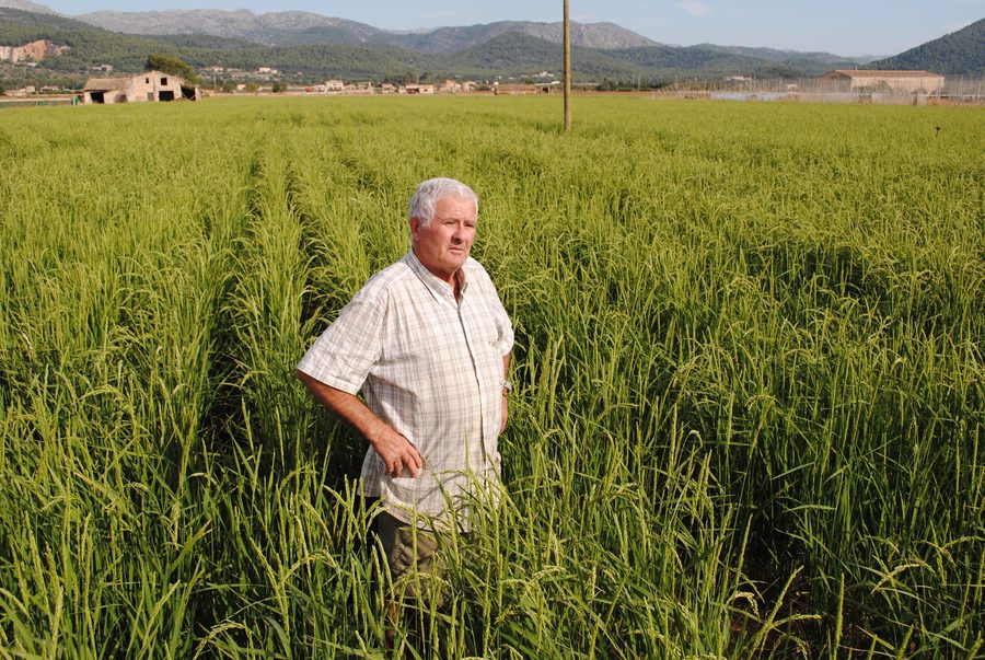Reisanbau bei Sa Pobla auf Mallorca mit einem Landwirt